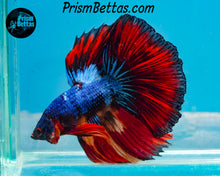 Load image into Gallery viewer, Marble Halfmoon Male