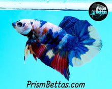 Load image into Gallery viewer, Rainbow Marble Spadetail Halfmoon Plakat Male