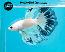 Load image into Gallery viewer, Marble Halfmoon Male