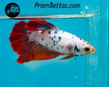 Load image into Gallery viewer, Marble Halfmoon Female