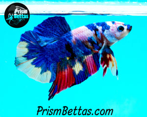 Rainbow Marble Spadetail Halfmoon Plakat Male