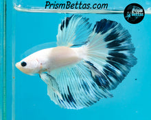 Load image into Gallery viewer, Marble Halfmoon Male