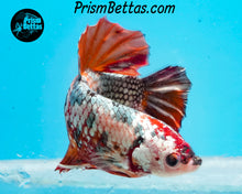 Load image into Gallery viewer, Rainbow Marble Giant Halfmoon Plakat Male