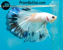Load image into Gallery viewer, Marble Halfmoon Male