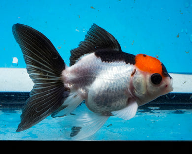 Tricolor Monster Oranda Goldfish Female (3.5 inches) Imported from Thailand
