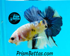 Marble Halfmoon Plakat Male