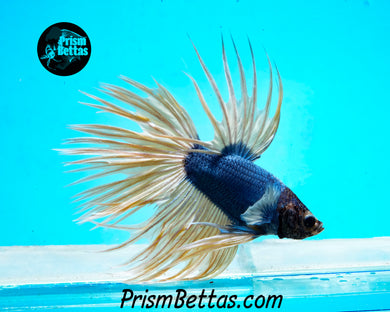 Mustard Gas Crowntail Male