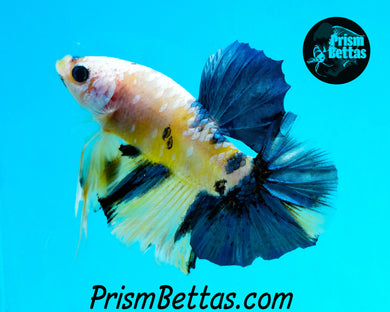 Marble Halfmoon Plakat Male