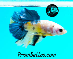 Marble Halfmoon Plakat Male