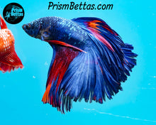 Load image into Gallery viewer, Marble Halfmoon Male