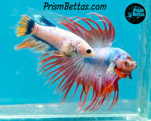 Load image into Gallery viewer, Pink Marble Crowntail Male