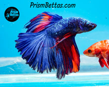 Load image into Gallery viewer, Marble Halfmoon Male