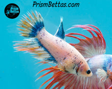 Load image into Gallery viewer, Grizzle Crowntail Female