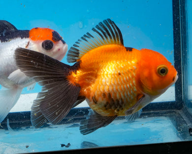 Apache Monster Oranda Goldfish Female (4 inches) Imported from Thailand