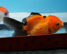 Load image into Gallery viewer, Apache Monster Oranda Goldfish Female (4 inches) Imported from Thailand