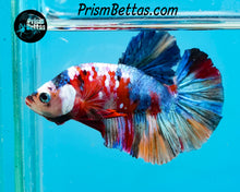 Load image into Gallery viewer, Candy Koi Halfmoon Plakat Male