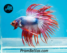 Load image into Gallery viewer, Pink Marble Crowntail Male