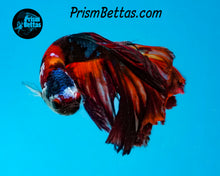 Load image into Gallery viewer, Candy Koi Halfmoon Male