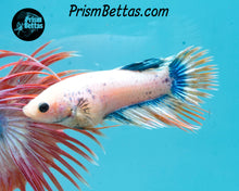 Load image into Gallery viewer, Grizzle Crowntail Female