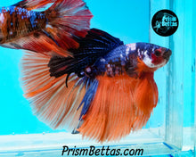 Load image into Gallery viewer, Rainbow Marble Halfmoon Male