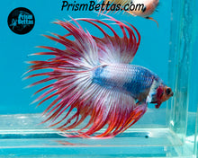 Load image into Gallery viewer, Pink Marble Crowntail Male