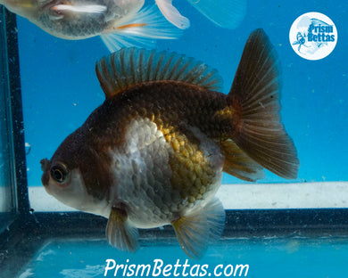 Panda Monster Oranda Female (4 inch length) Imported from Thailand