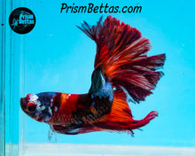 Load image into Gallery viewer, Candy Koi Halfmoon Male