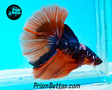 Load image into Gallery viewer, Rainbow Marble Halfmoon Male