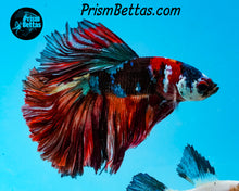 Load image into Gallery viewer, Candy Koi Halfmoon Male