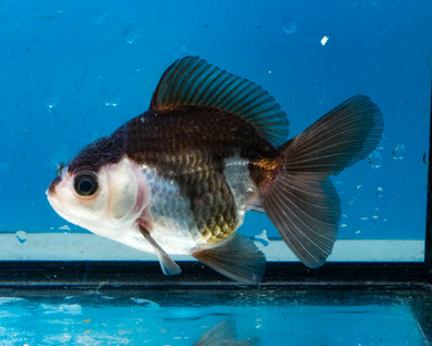 Panda Monster Oranda  (3.5 inches) Imported from Thailand