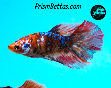 Candy Koi Halfmoon Female
