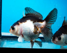 Load image into Gallery viewer, Panda Monster Oranda  (3.5 inches) Imported from Thailand
