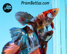 Load image into Gallery viewer, Marble Halfmoon Female