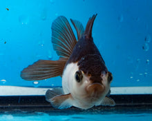 Load image into Gallery viewer, Panda Monster Oranda  (3.5 inches) Imported from Thailand