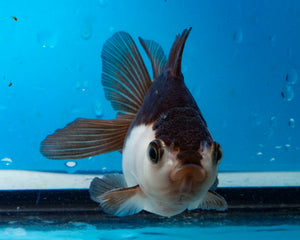 Panda Monster Oranda  (3.5 inches) Imported from Thailand
