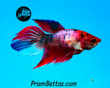 Load image into Gallery viewer, Pink Marble Veiltail Female