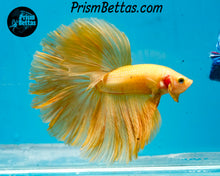 Load image into Gallery viewer, Yellow Halfmoon Male