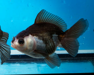 Panda Monster Oranda  (3.5 inches) Imported from Thailand