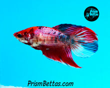 Load image into Gallery viewer, Pink Marble Veiltail Female