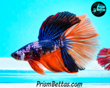 Load image into Gallery viewer, Rainbow Marble Halfmoon Male