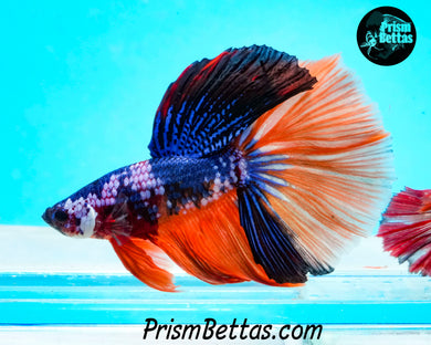 Rainbow Marble Halfmoon Male