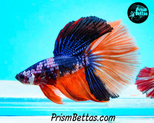 Rainbow Marble Halfmoon Male