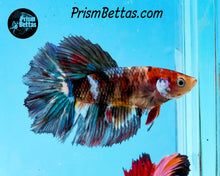 Load image into Gallery viewer, Marble Halfmoon Female