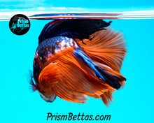 Load image into Gallery viewer, Rainbow Marble Halfmoon Male