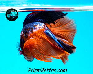Rainbow Marble Halfmoon Male