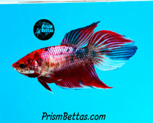 Load image into Gallery viewer, Pink Marble Veiltail Female