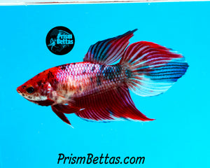 Pink Marble Veiltail Female