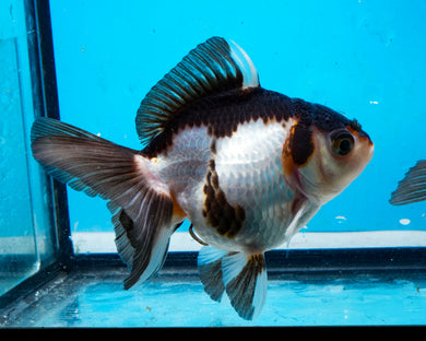 Panda Monster Oranda  (3.5 inches) Imported from Thailand