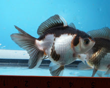 Load image into Gallery viewer, Panda Monster Oranda  (3.5 inches) Imported from Thailand