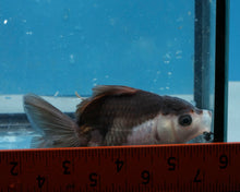 Load image into Gallery viewer, Panda Monster Oranda  (3.5 inches) Imported from Thailand
